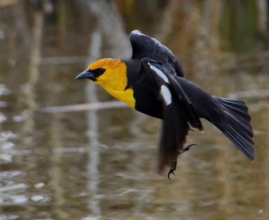 The Yellow-Headed Blackbird At The Marsh