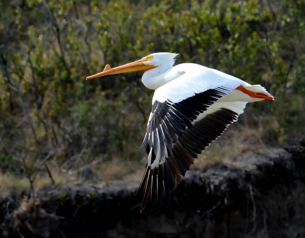 The American White Pelican In-Flight