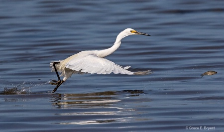 Great Egret