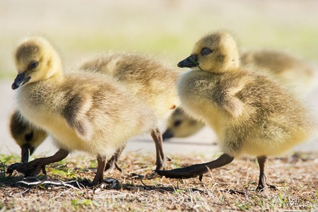 Little goslings with big feet