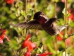 Hummingbird at Ma...