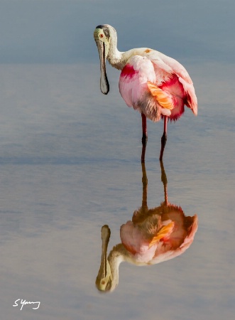 Spoonbill Reflection; Merritt Island NWR, FL