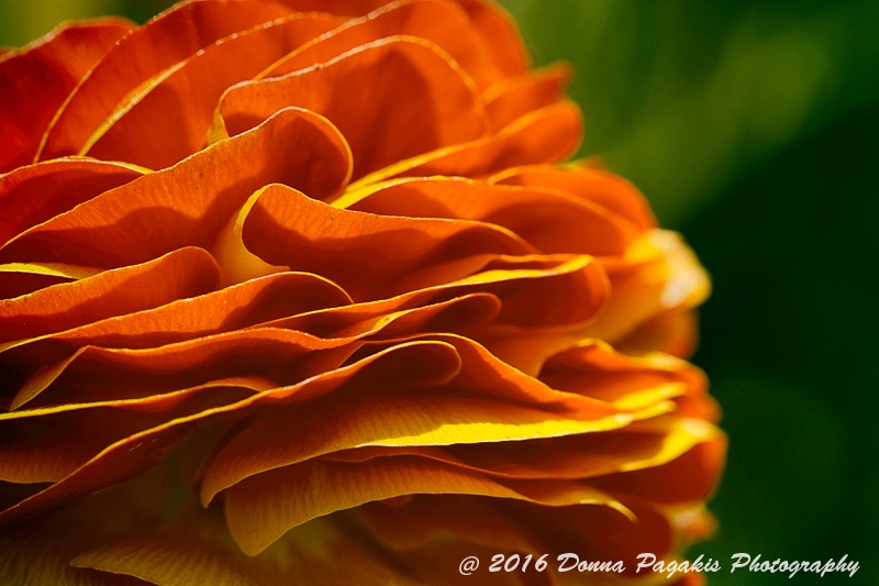 Ranunculus Ruffles