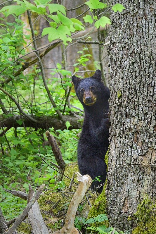 Bear 17 (yearling) - ID: 15134708 © Donald R. Curry