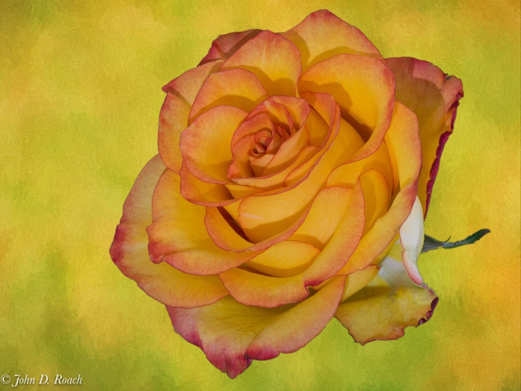 Floating Rose - An Artistic Whimsy - ID: 15134715 © John D. Roach