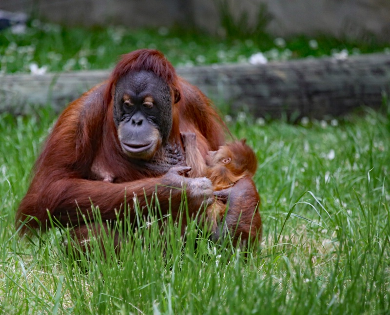 Jahe & Son Rowan