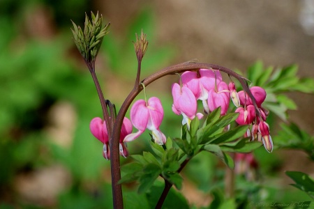 Bleeding Hearts