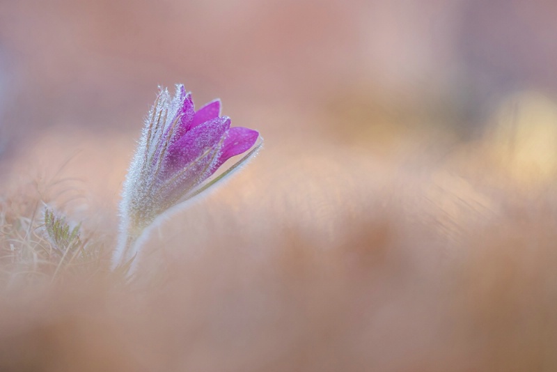 A Morning Bloom