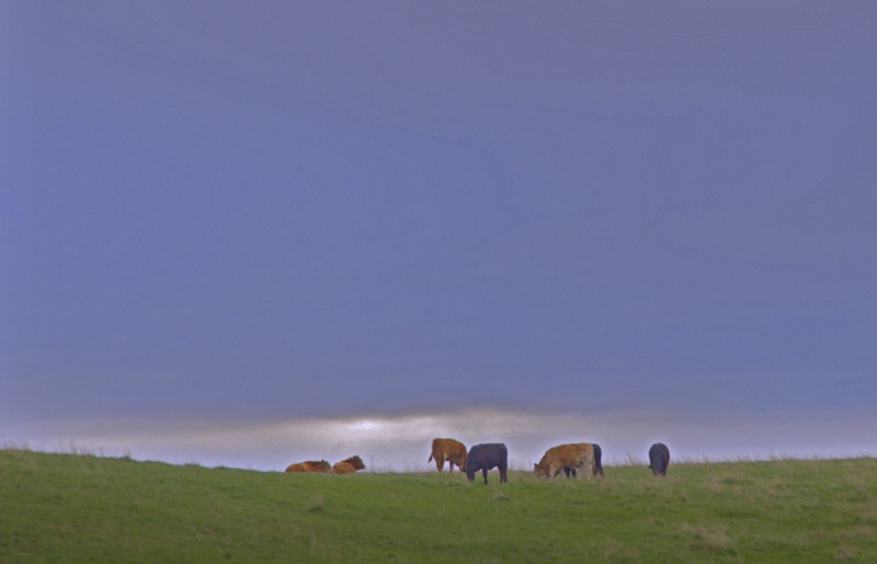 Hilltop Cattle 