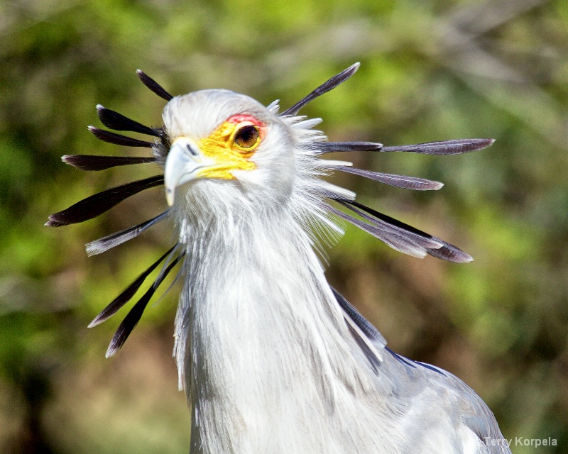 Secretary Bird (Portrait) - ID: 15135126 © Terry Korpela