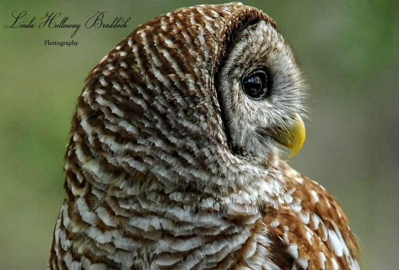 UP Close Barred Owl