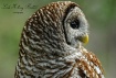 UP Close Barred O...