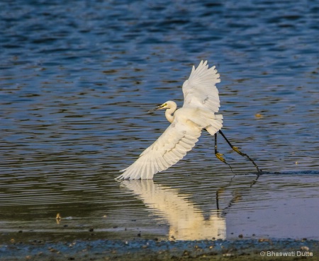 Little Egret