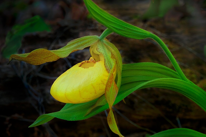 Yellow Lady Slipper 3b (wild) - ID: 15135465 © Donald R. Curry