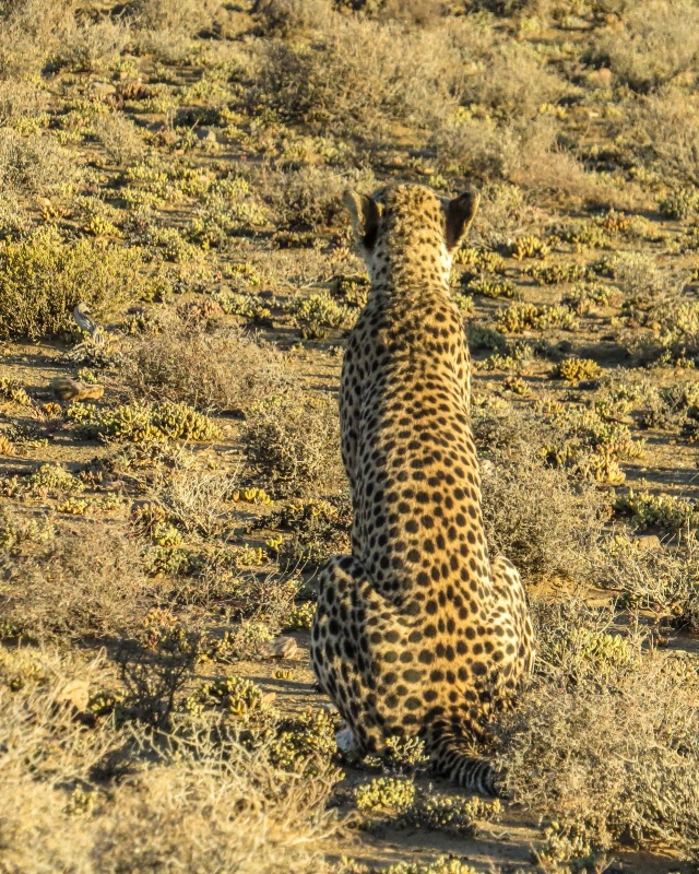 Cheetah - ID: 15135774 © Nancy Auestad