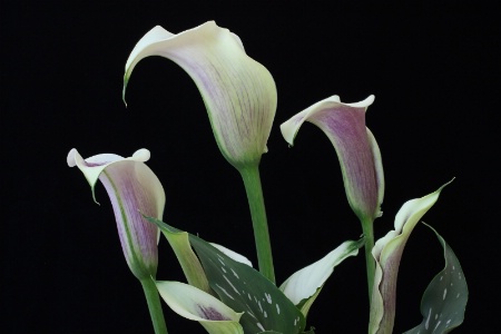 Calla Lillies