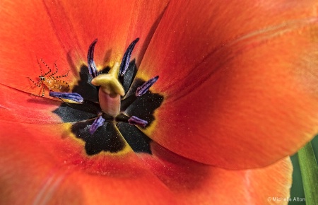 Pretty Pollenator