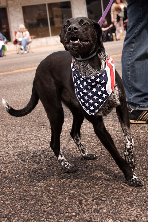Parade Dog
