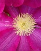 Close up