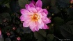 Pink Dahlia
