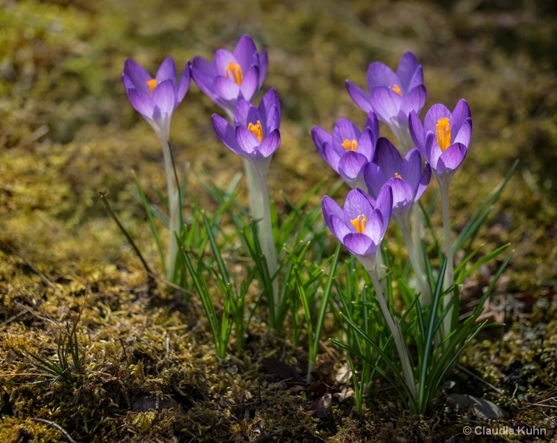 Crocus