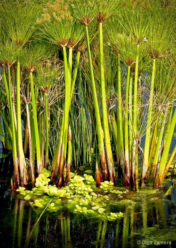 Papyrus Pond - ID: 15135998 © Olga Zamora