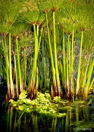 Papyrus Pond