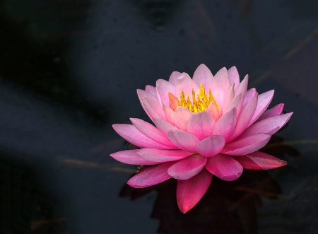 Lily