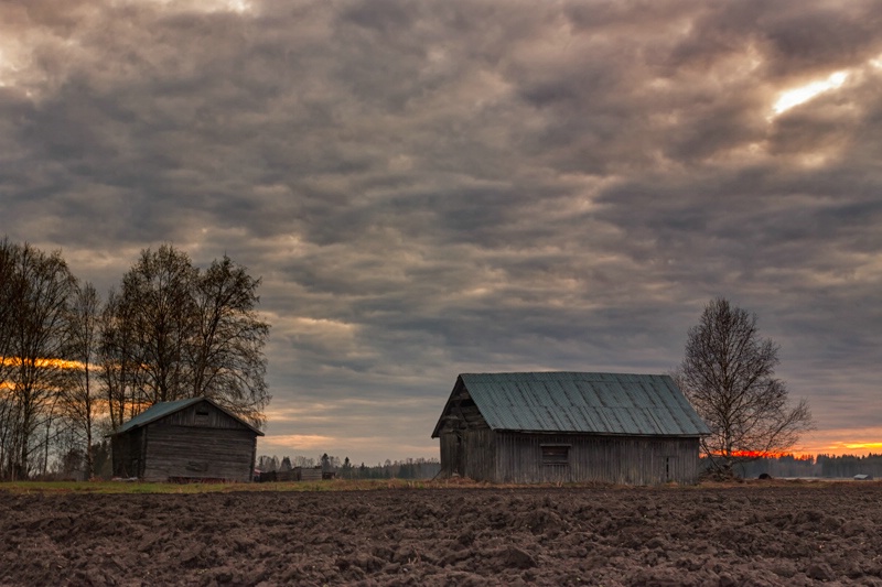 Old Barns In The Spring Sunset
