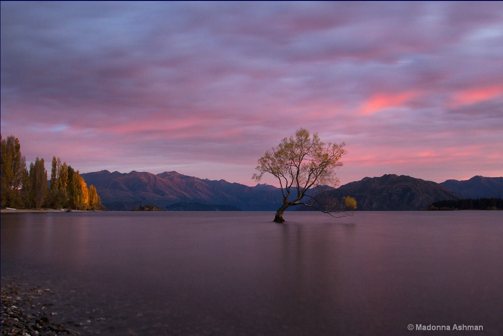 Wanaka-Tree