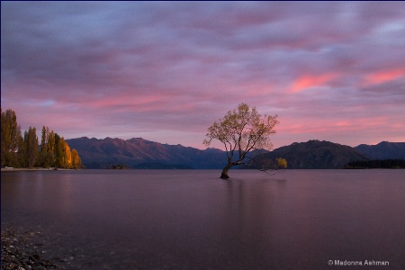 Wanaka-Tree