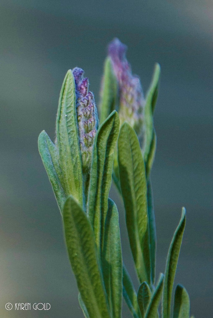 Budding Lavender 