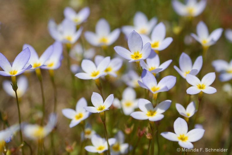 Wildflowers