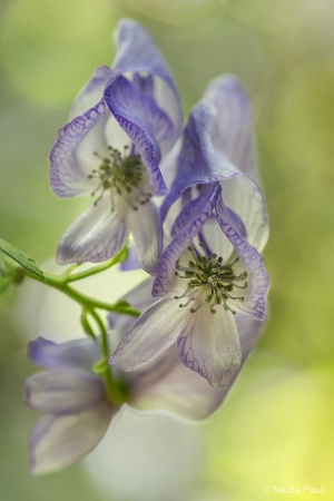 Monkshood