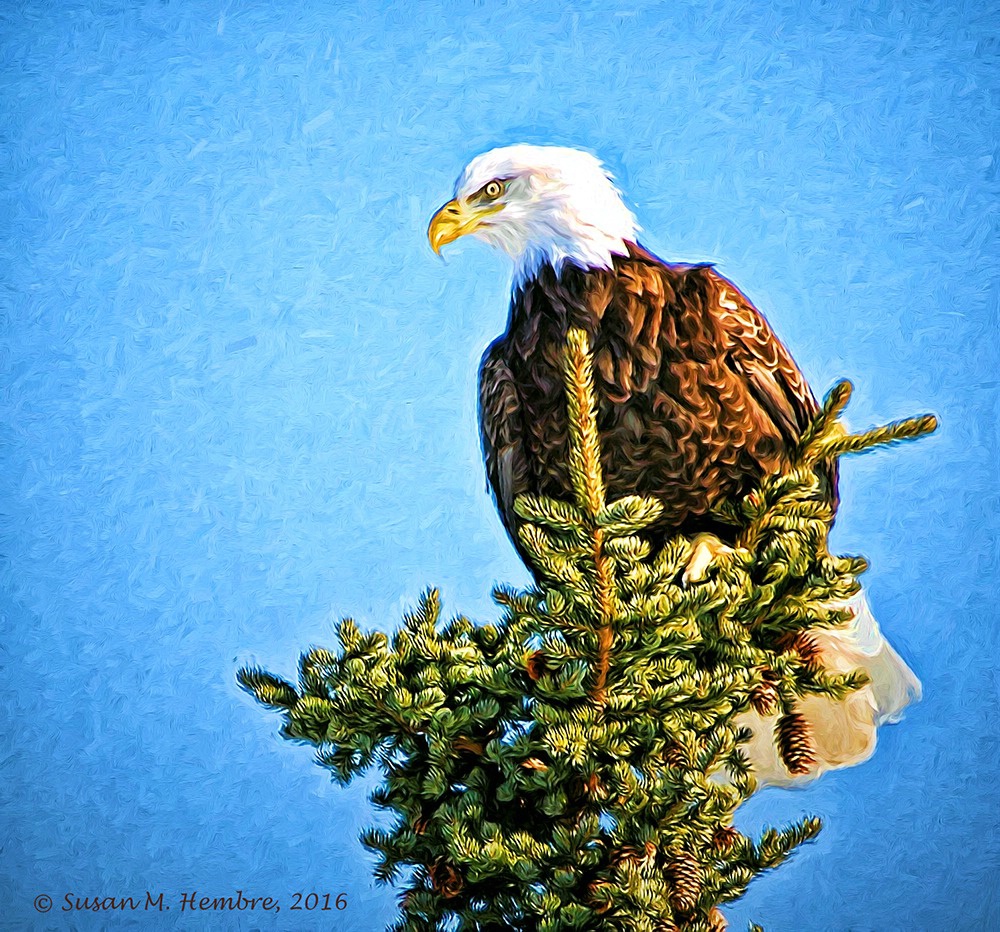 Eagle on Pine Tree