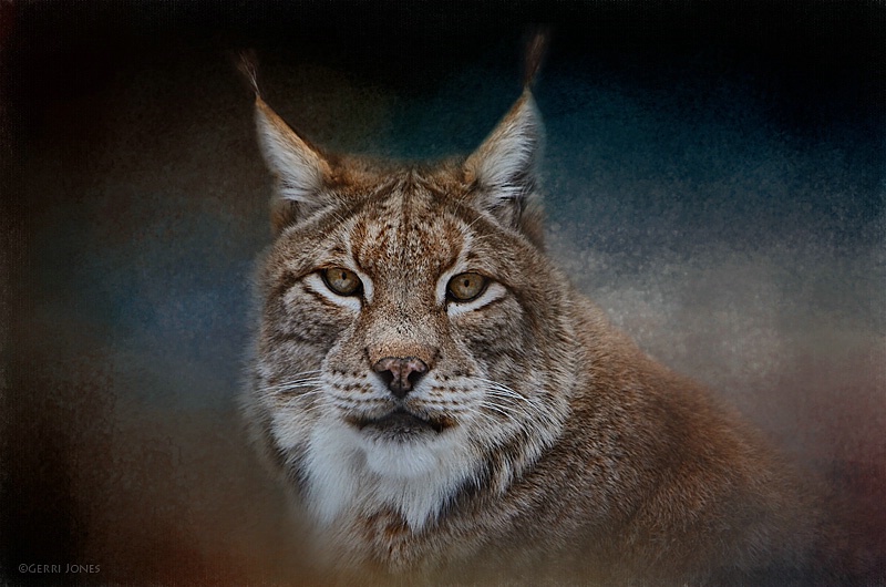 Canadian Lynx Portrait
