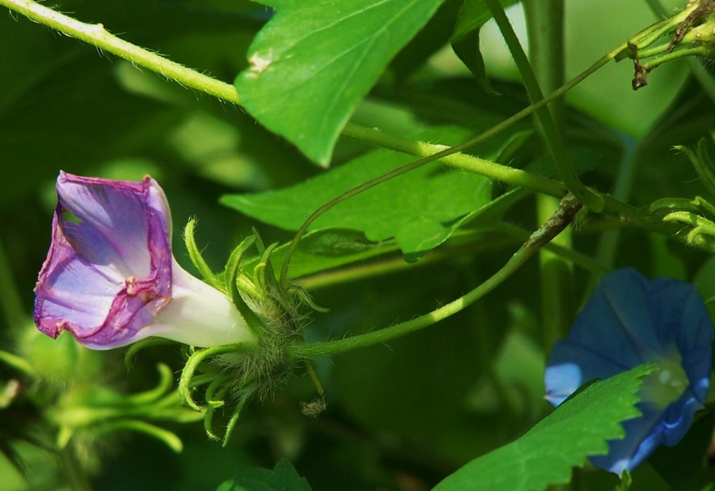 wilting beauty