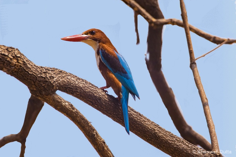 White throated Kingfisher