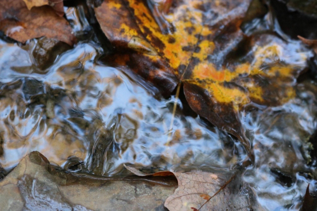 Leaves in water