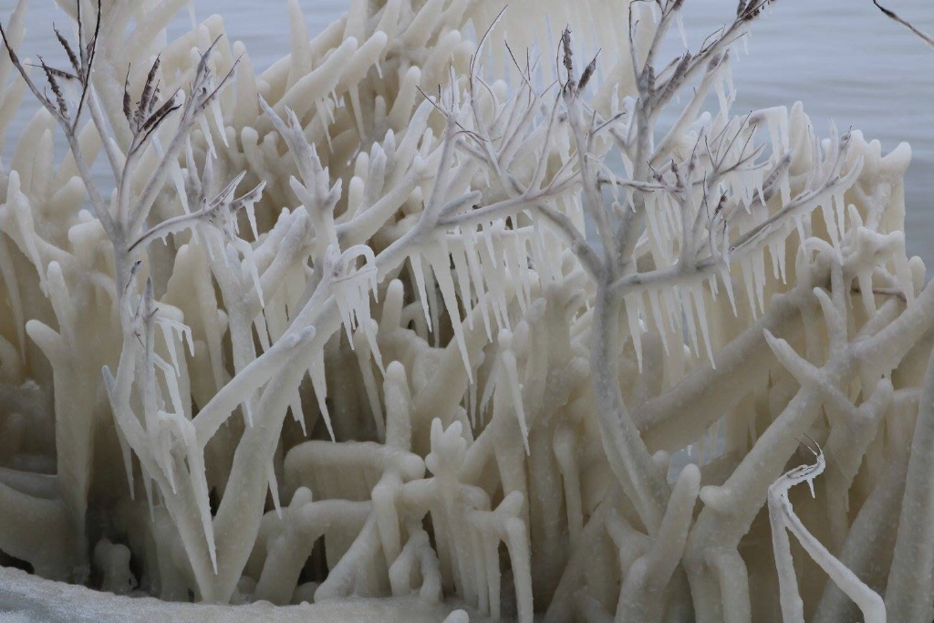 Frozen ice on tree branches
