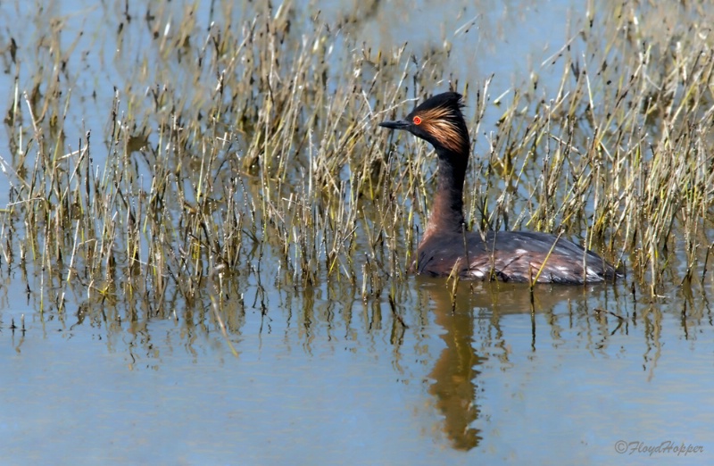 Adult Male Red-eared Grebe in Breeding Plumage
