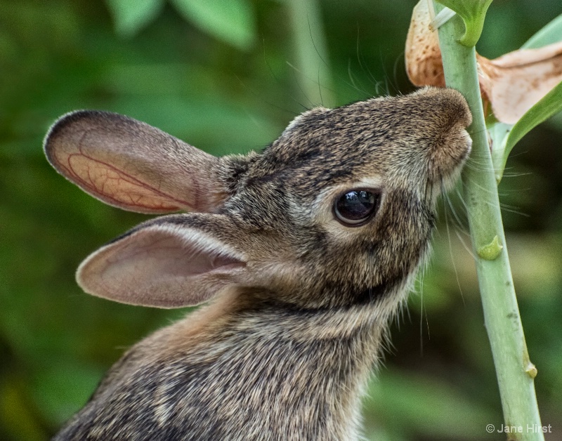 Baby Bunny Munching