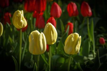 Tulips