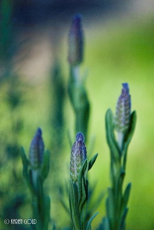Lavenders kissed by the setting sun.