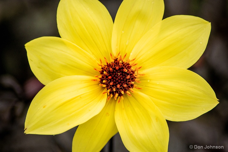 Another Yellow Dahlia 4-30-16 312