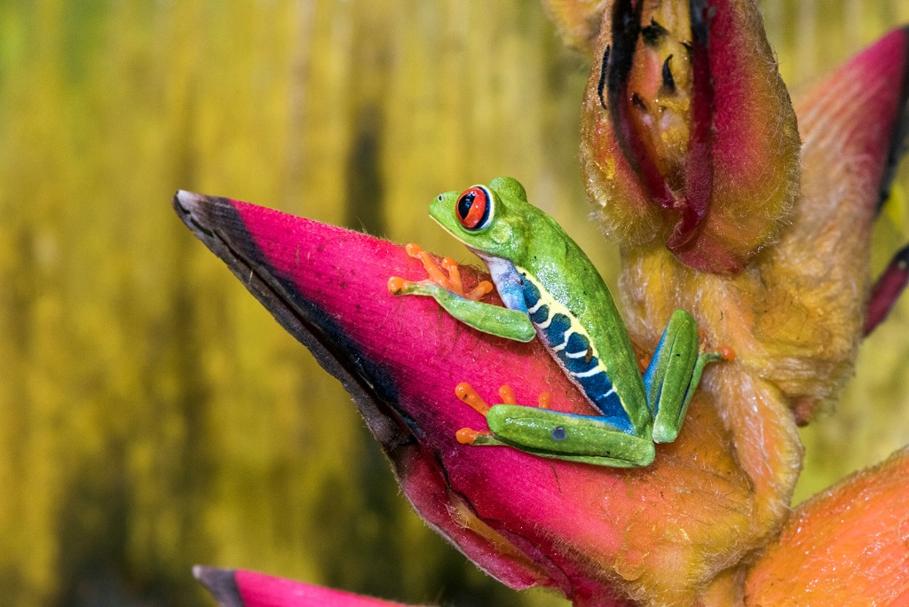 Red eye frog