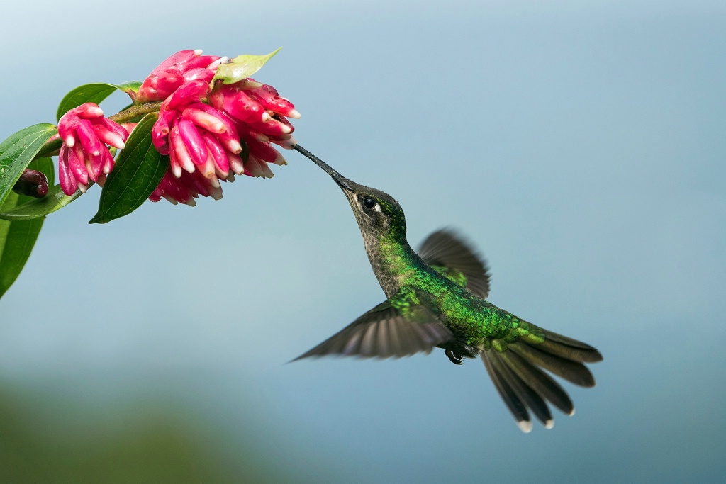 Hummingbird