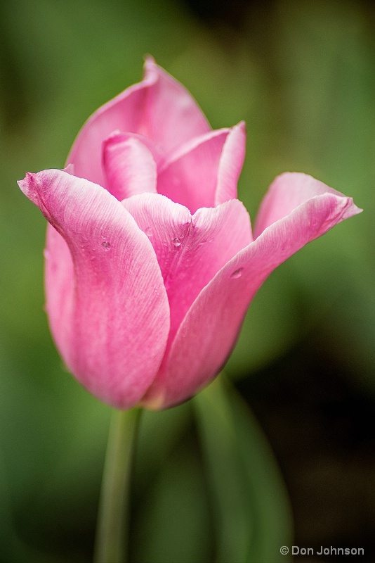 Pink Tulip 4-23-16 346