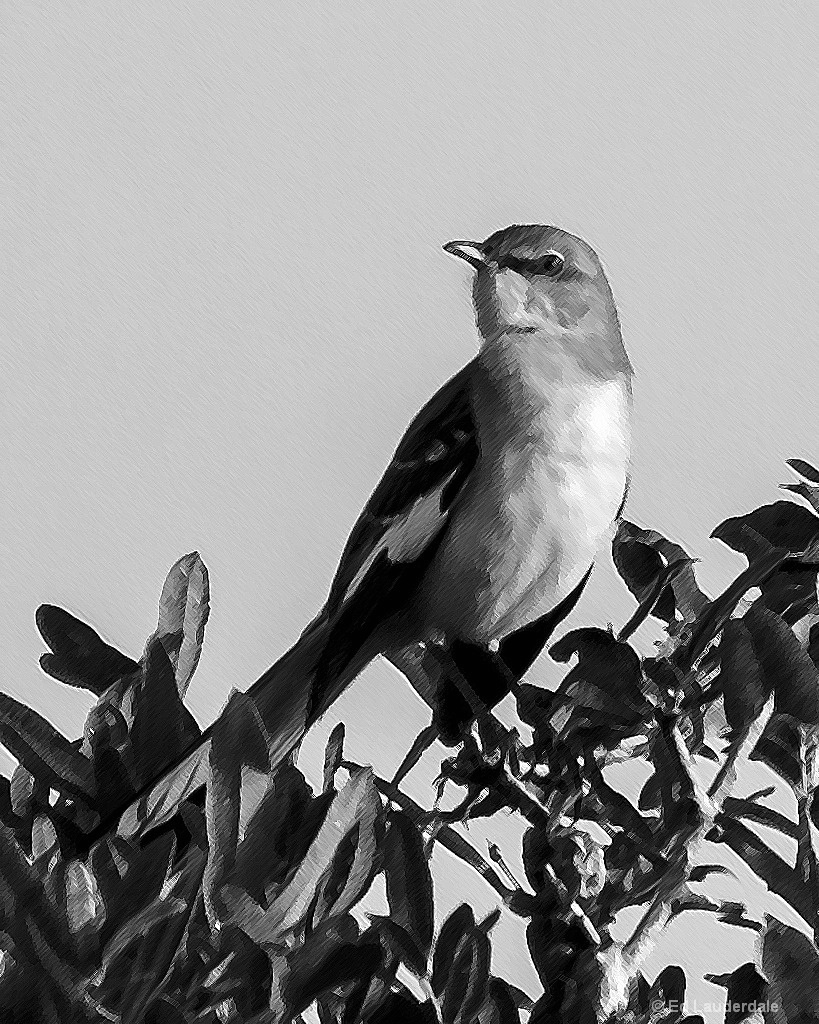 Morning Mockingbird