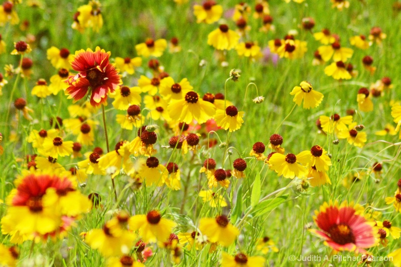 Indian blanket.........